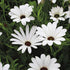 Dimorphotheca Crosta White Seeds